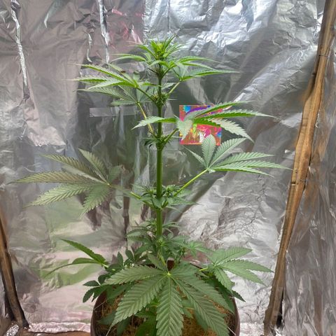 Lemon cherry cookies auto growlog timeline photo