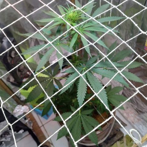 Lemon cherry cookies auto growlog timeline photo