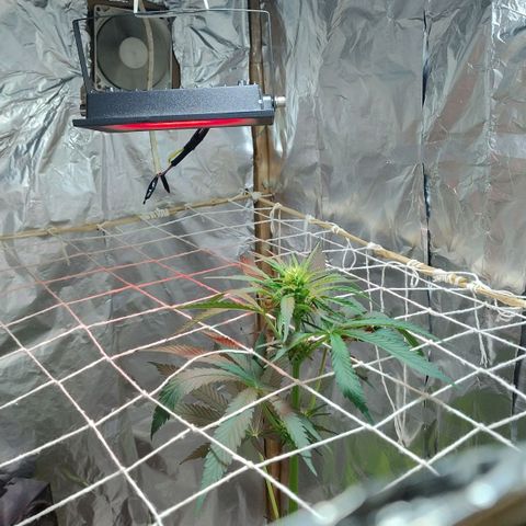 Lemon cherry cookies auto growlog timeline photo