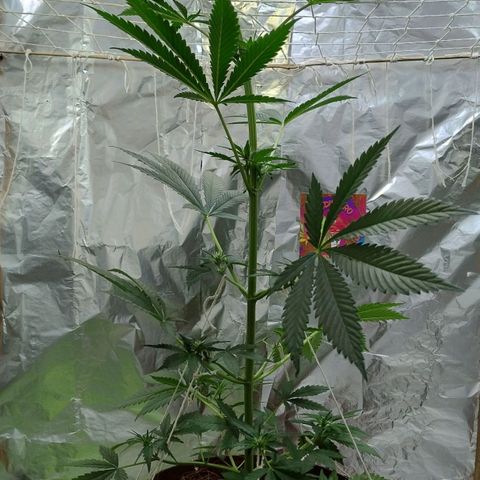 Lemon cherry cookies auto growlog timeline photo