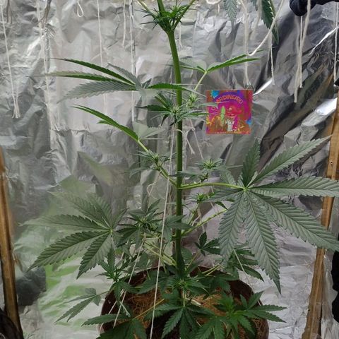 Lemon cherry cookies auto growlog timeline photo