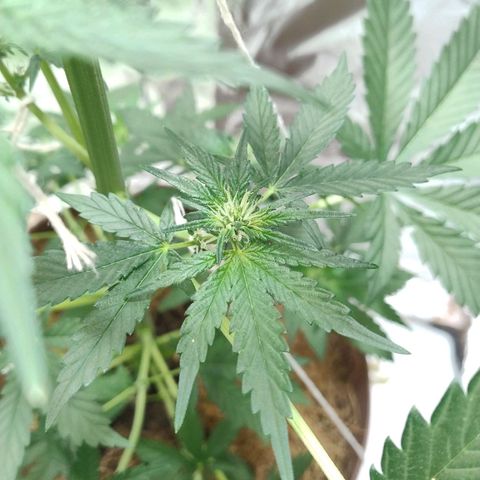 Lemon cherry cookies auto growlog timeline photo
