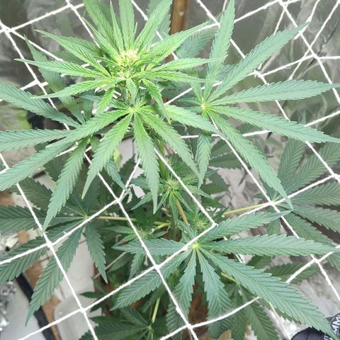 Lemon cherry cookies auto growlog timeline photo