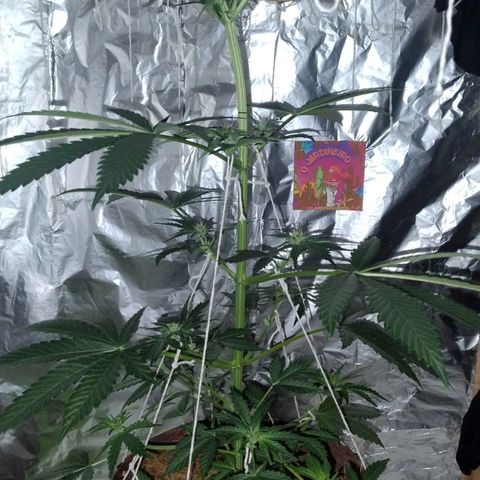 Lemon cherry cookies auto growlog timeline photo