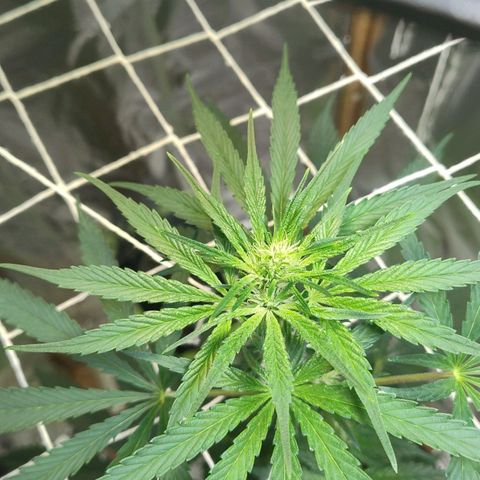 Lemon cherry cookies auto growlog timeline photo