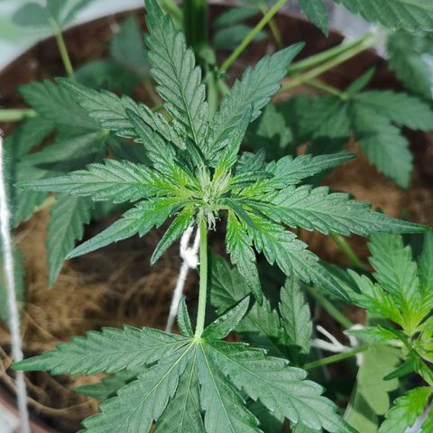 Lemon cherry cookies auto growlog timeline photo