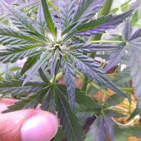 Lemon cherry cookies auto growlog timeline photo