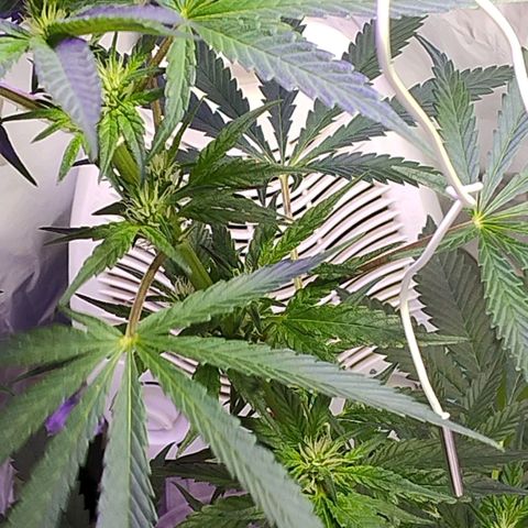 Lemon cherry cookies auto growlog timeline photo
