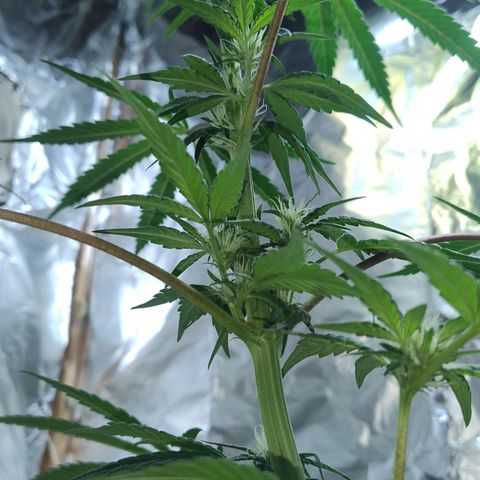 Lemon cherry cookies auto growlog timeline photo