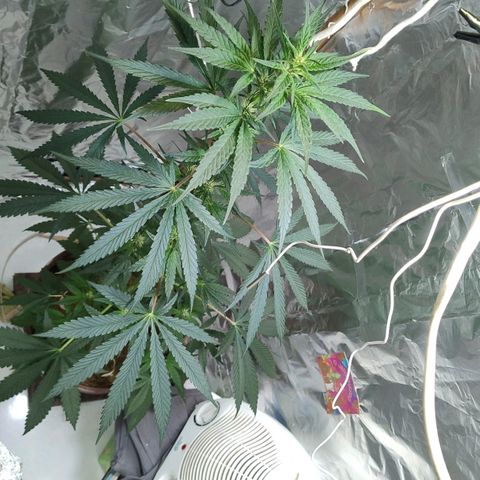 Lemon cherry cookies auto growlog timeline photo