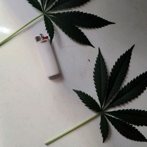 Lemon cherry cookies auto growlog timeline photo