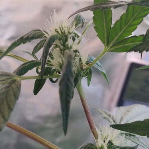 Lemon cherry cookies auto growlog timeline photo