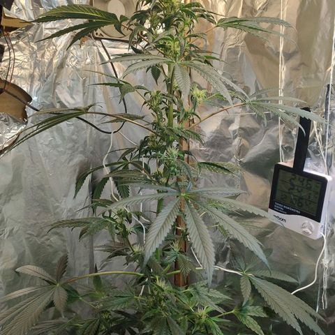Lemon cherry cookies auto growlog timeline photo