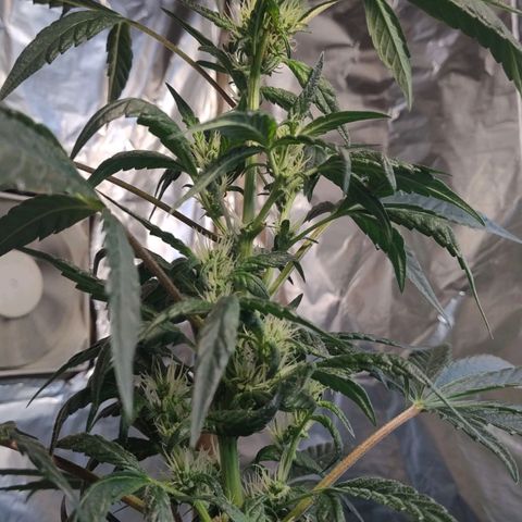 Lemon cherry cookies auto growlog timeline photo