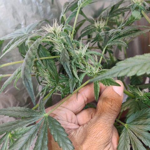 Lemon cherry cookies auto growlog timeline photo