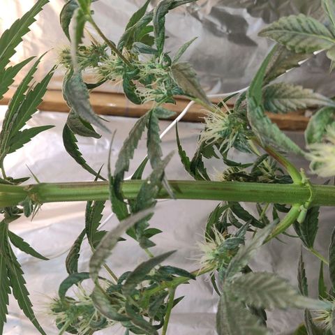 Lemon cherry cookies auto growlog timeline photo