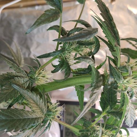 Lemon cherry cookies auto growlog timeline photo