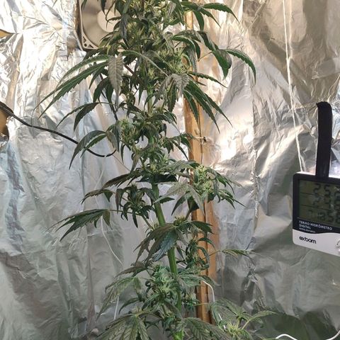 Lemon cherry cookies auto growlog timeline photo