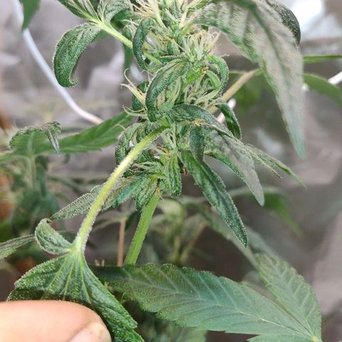 Lemon cherry cookies auto growlog timeline photo