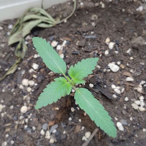 LEMON CHERRY COOKIES  growlog timeline photo
