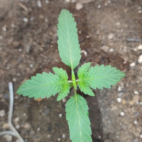 LEMON CHERRY COOKIES  growlog timeline photo