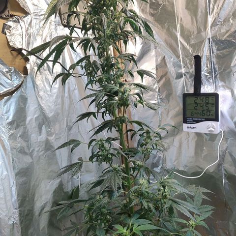 Lemon cherry cookies auto growlog timeline photo