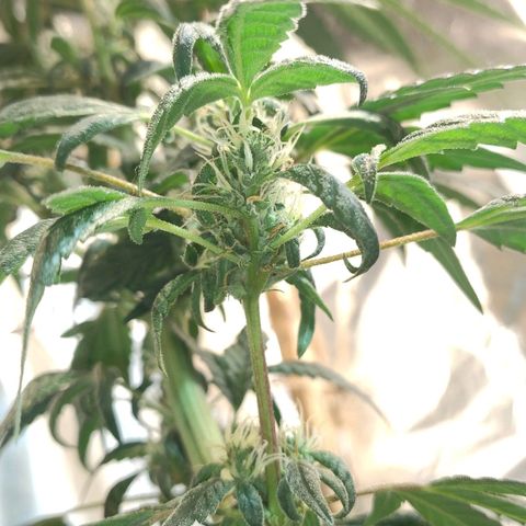 Lemon cherry cookies auto growlog timeline photo