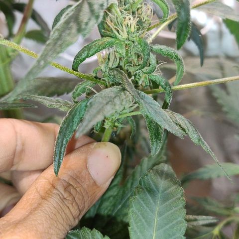 Lemon cherry cookies auto growlog timeline photo