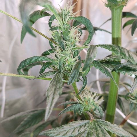 Lemon cherry cookies auto growlog timeline photo