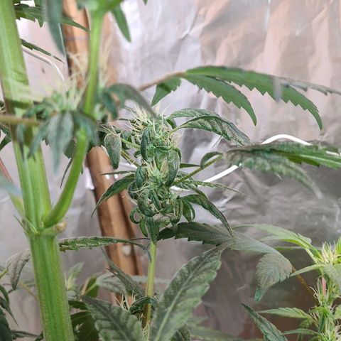 Lemon cherry cookies auto growlog timeline photo