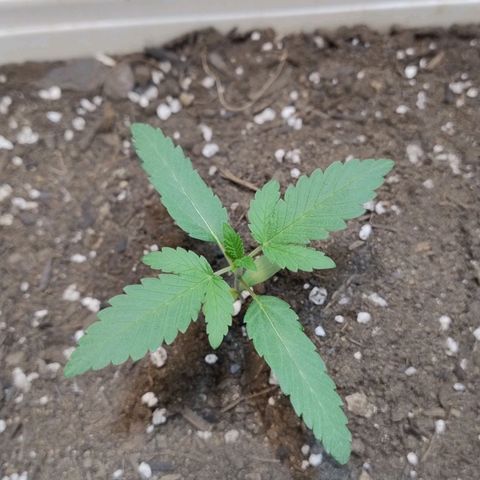 LEMON CHERRY COOKIES  growlog timeline photo