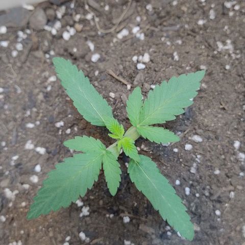 LEMON CHERRY COOKIES  growlog timeline photo