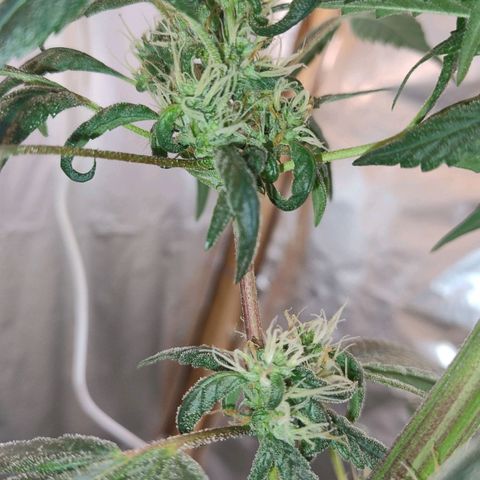 Lemon cherry cookies auto growlog timeline photo