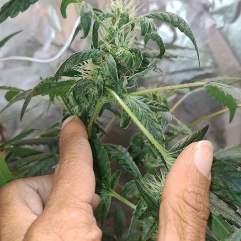 Lemon cherry cookies auto growlog timeline photo