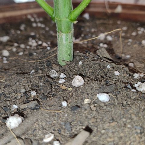 Lemon cherry cookies auto growlog timeline photo