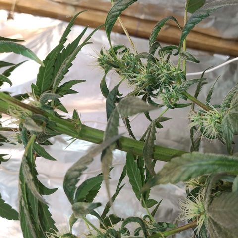 Lemon cherry cookies auto growlog timeline photo