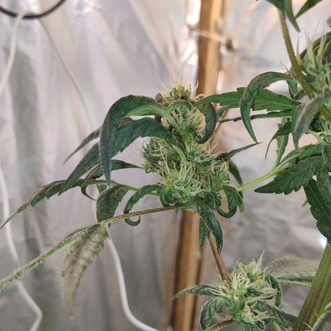 Lemon cherry cookies auto growlog timeline photo