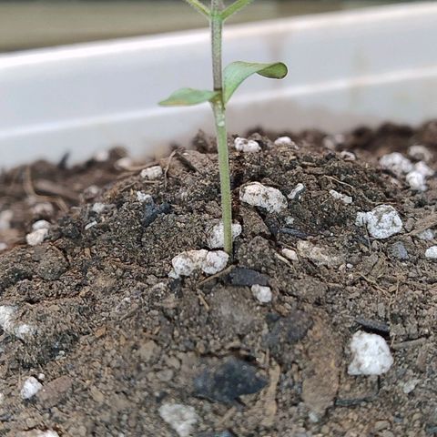 LEMON CHERRY COOKIES  growlog timeline photo