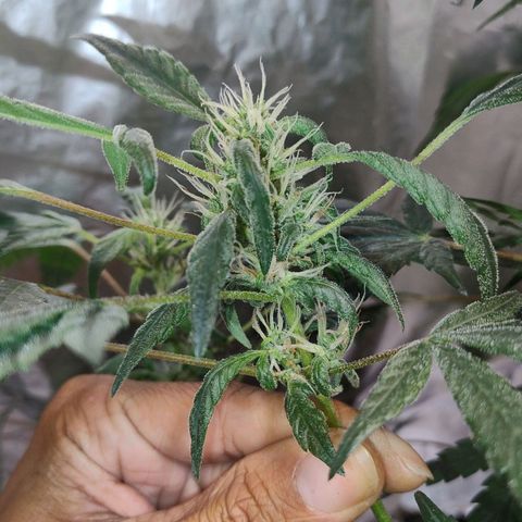 Lemon cherry cookies auto growlog timeline photo