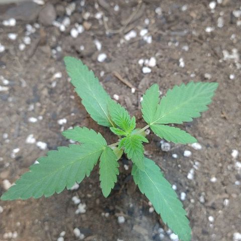 LEMON CHERRY COOKIES  growlog timeline photo