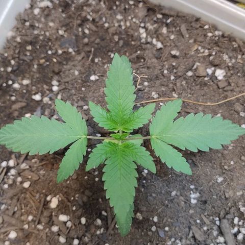 LEMON CHERRY COOKIES  growlog timeline photo