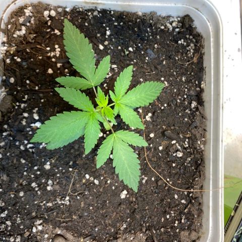 LEMON CHERRY COOKIES  growlog timeline photo