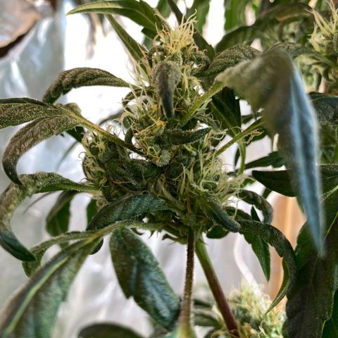 Lemon cherry cookies auto growlog timeline photo