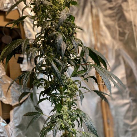 Lemon cherry cookies auto growlog timeline photo