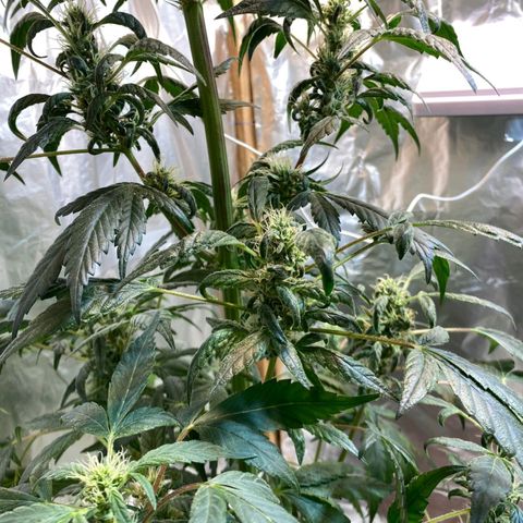 Lemon cherry cookies auto growlog timeline photo