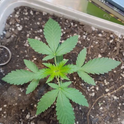 LEMON CHERRY COOKIES  growlog timeline photo