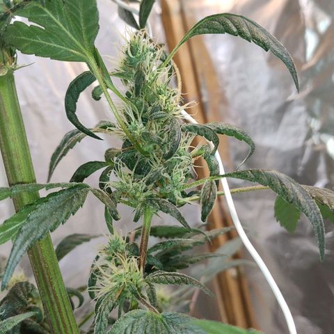 Lemon cherry cookies auto growlog timeline photo