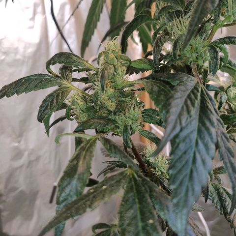 Lemon cherry cookies auto growlog timeline photo