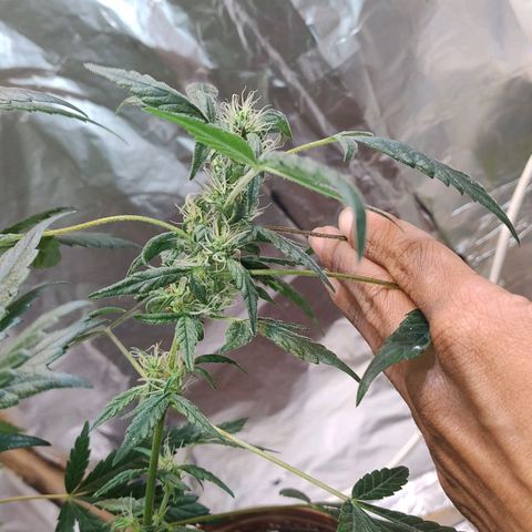 Lemon cherry cookies auto growlog timeline photo