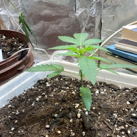 LEMON CHERRY COOKIES  growlog timeline photo